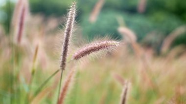 yeşil çimen alan doğa arka planı