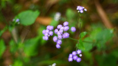 Yeşil yaprak doğa.