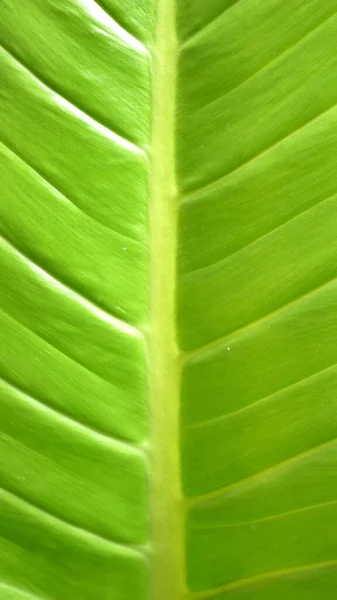 Hoja Verde Naturaleza Fondo Hojas Verdes Orgánicas Aire Libre Noche —  Fotos de Stock