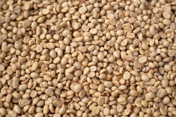 Белый Кофе Зернах Фона Сушеный Кофе Семена — стоковое фото
