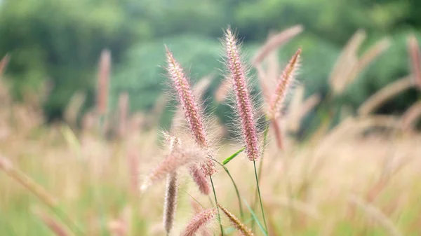 Gras Veld Buiten Zomer Natuur Achtergrond — Stockfoto