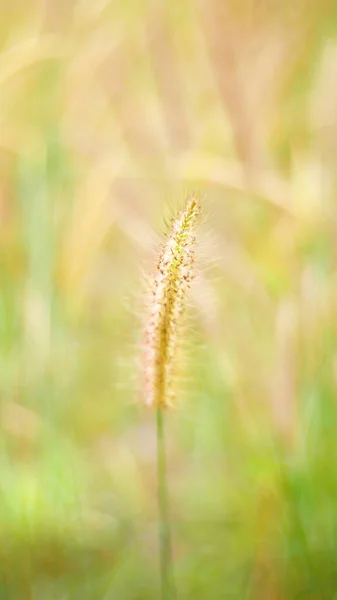 Groen Gras Veld Outdoor Natuur — Stockfoto