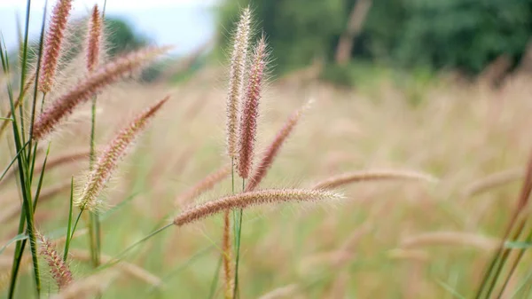 Gras Veld Outdoor Natuur Achtergrond — Stockfoto