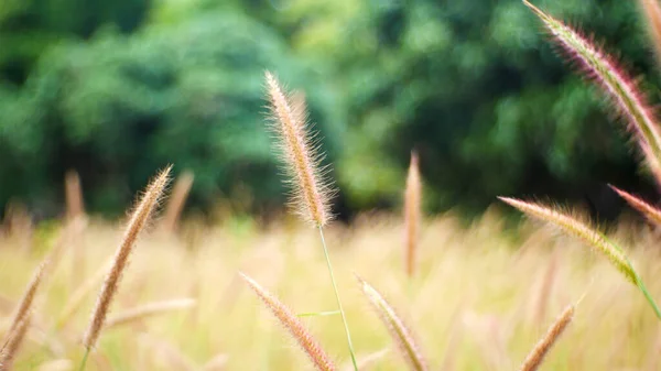 Gras Veld Outdoor Natuur Achtergrond — Stockfoto