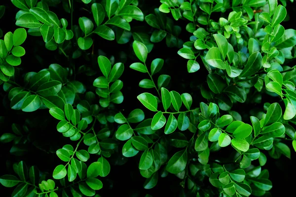 Zelený List Rostlina Venkovní Zahrada Příroda Pozadí — Stock fotografie