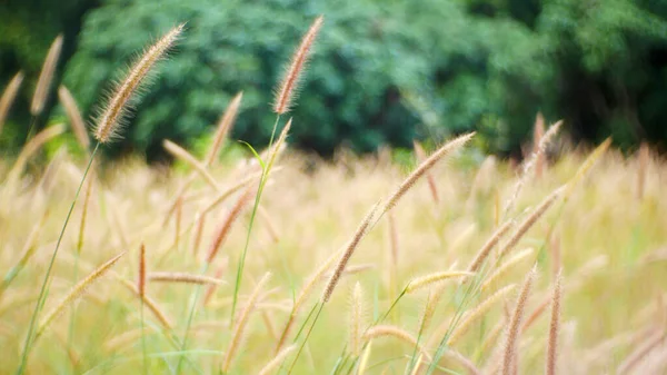 Gras Feld Natur Freien Für Hintergrund — Stockfoto