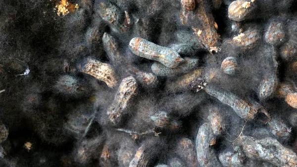 Fekete Gomba Mogyoróhéjban Koszos Moha Gombák Élelmiszerben — Stock Fotó