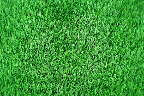 arkaplan için yeşil çimen