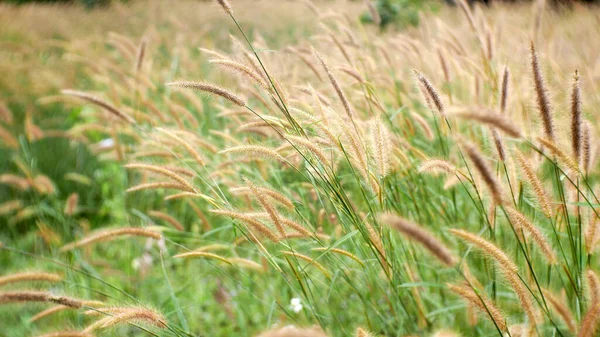 Wiesenfeld Sommer Gras Blume Verschwimmen Hintergrund — Stockfoto