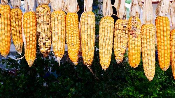 Sušená Kukuřice Cob Ekologická Farma — Stock fotografie