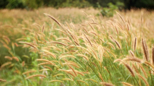 Campo Erba Estate All Aperto Erba Fiore Sfocatura Sfondo — Foto Stock