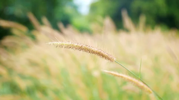 Grasveld Natuur Achtergrond Gras Bloemen Buiten Zomer — Stockfoto