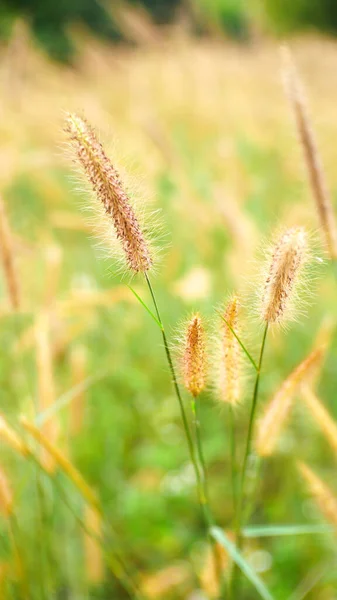 Grasveld Natuur Achtergrond Gras Bloemen Buiten Zomer — Stockfoto