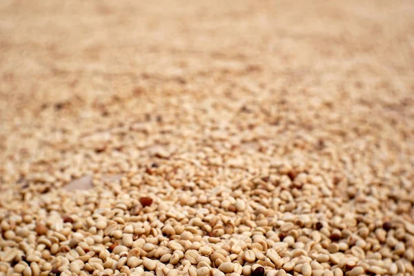Белый Кофе Зернах Фон Органические Сухой Кофе Семена — стоковое фото