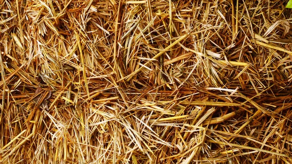 Dry Grass Field Outdoor Nature Yellow Leaf Plant — Stock Photo, Image