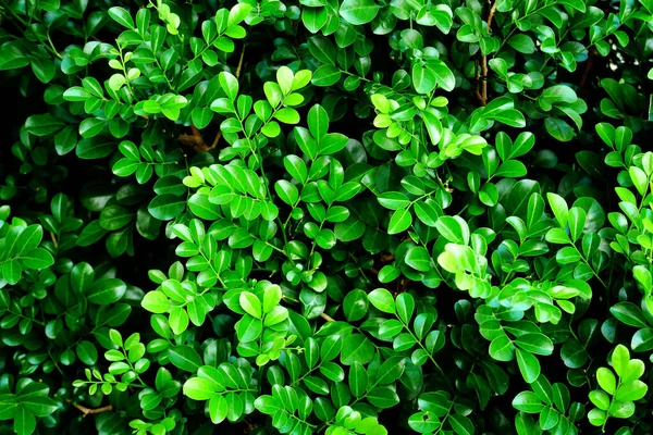 Zelený List Pozadí Zelená Rostlina Voda Kapka Venkovní Léto — Stock fotografie