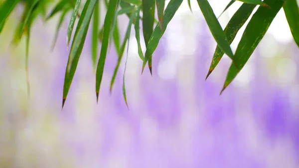 Grünes Bambusblatt Hintergrund Grüne Pflanzen Und Wassertropfen Sommer Freien — Stockfoto