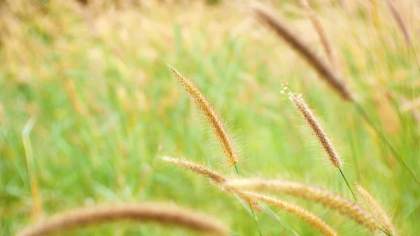 Gras Bloem Natuur Achtergrond Staarten Bloem Buiten Zomer Glanzend Grasveld — Stockfoto