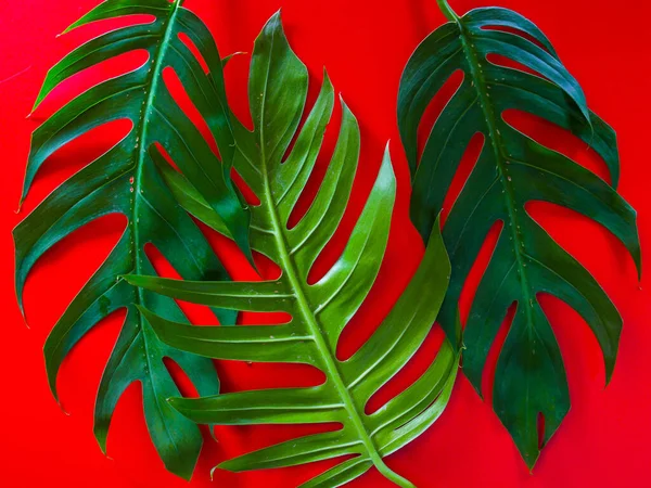 Colocación Plana Hoja Tropical Verde Para Fondo Con Espacio Copia —  Fotos de Stock