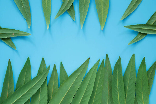 Плоский слой зеленого тропического листа для фона с копировальным пространством