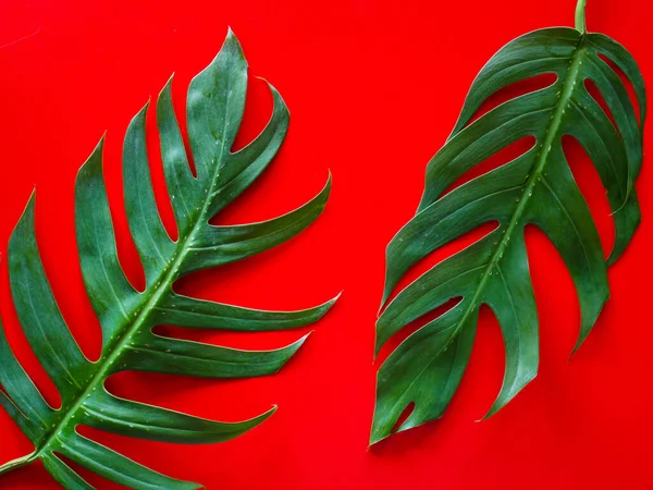 Minimal nature concept flat lay, leaf background