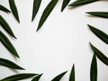 Arka plan için yeşil yapraklar. Minimum doğa konsepti düzleştirildi.