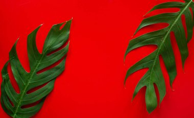 Arka plan için yeşil yapraklar. Minimum doğa konsepti düzleştirildi.