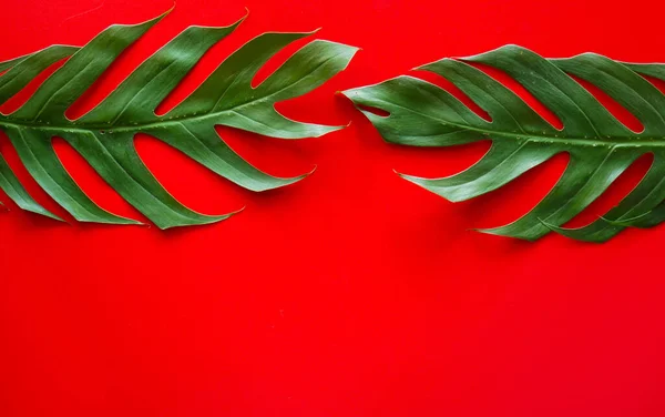 green leaves for background. Minimal nature concept Flat lay.