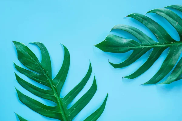 green leaf for background. Minimal nature leaves concept flat lay