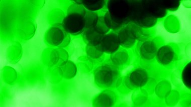 Bulanık yeşil yaprak ve bokeh ışığı arkaplanı