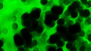 Bulanık yeşil yaprak ve bokeh ışığı arkaplanı