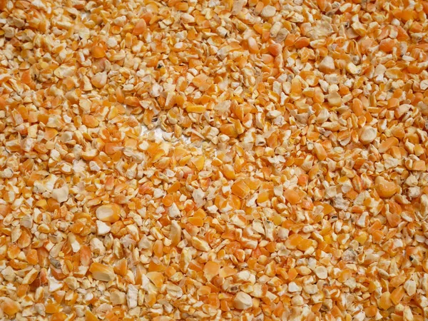 dried corn seed for background, corn for animal feed