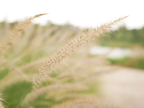 Bladboom Achtergrond Groen Grasveld — Stockfoto