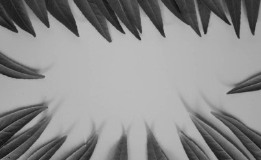 Parlak arka plan için yeşil yapraklardan yapılmış orman ağacı hattı. Minimum doğa kavramı düzlüğü