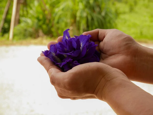 Flor Fondo Blanco Aislado Mano —  Fotos de Stock