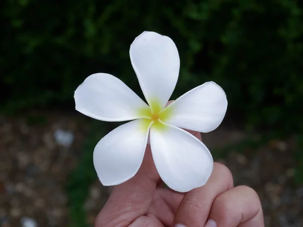 Plumeria Blomma Handen — Stockfoto