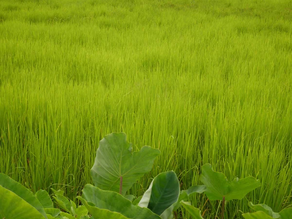 Fondo Del Árbol Hojas Campo Hierba Verde —  Fotos de Stock