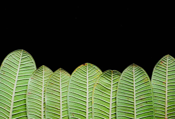 Árbol Del Bosque Hecho Hojas Verdes Para Fondo Concepto Plano —  Fotos de Stock