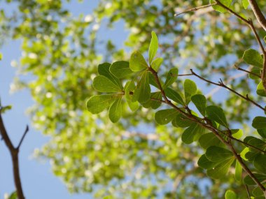 Yaprak ağacı arkaplanı, yeşil çimen alanı