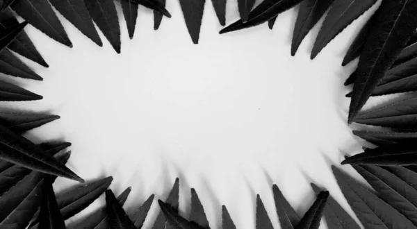 Parlak arkaplan için yeşil yapraklardan yapılmış orman ağacı çizgisi