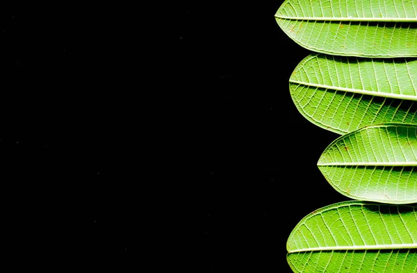 Plumeria Lea Background Minimal Nature Concept Flat Lay — Stock Photo, Image