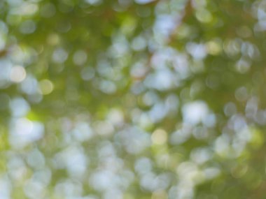 Bulanık yeşil yaprak ve bokeh ışığı arkaplanı