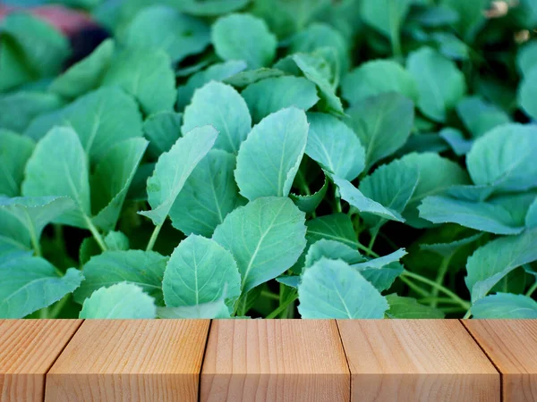 Ensalada Verduras Frescas Tablero Madera Para Exhibición Del Producto — Foto de Stock