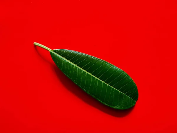 green leaf for background. Minimal nature concept flat lay
