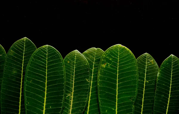 Hoja Verde Para Fondo Concepto Naturaleza Mínima Plano Lay —  Fotos de Stock