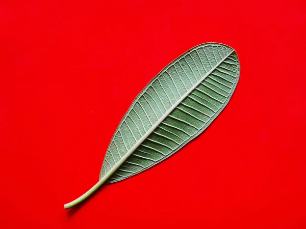 Green Leaf Background Minimal Nature Concept Flat Lay — Stock Photo, Image