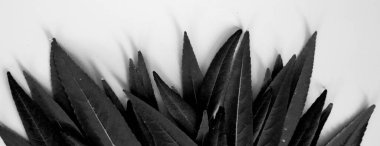 Arka plan için yeşil yaprak. Minimum doğa kavramı düzlüğü