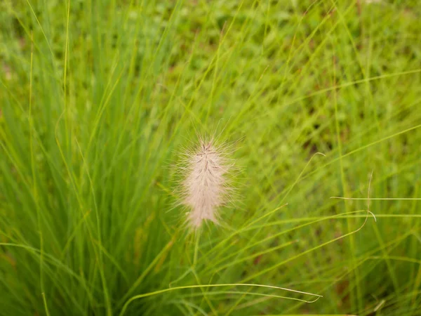 葉の木の背景緑の草原 — ストック写真