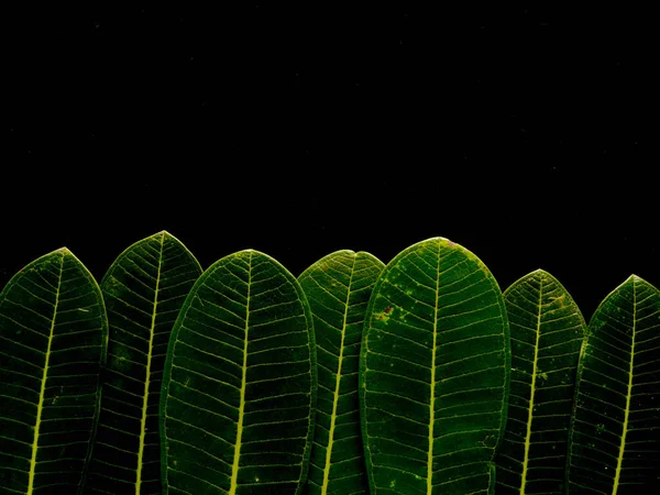 Hoja Verde Para Fondo Concepto Naturaleza Mínima Plano Lay — Foto de Stock