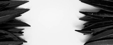 Arka plan için yeşil yaprak. Minimum doğa kavramı düzlüğü